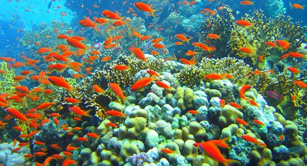food chain coral reef. Coral reefs are dying,